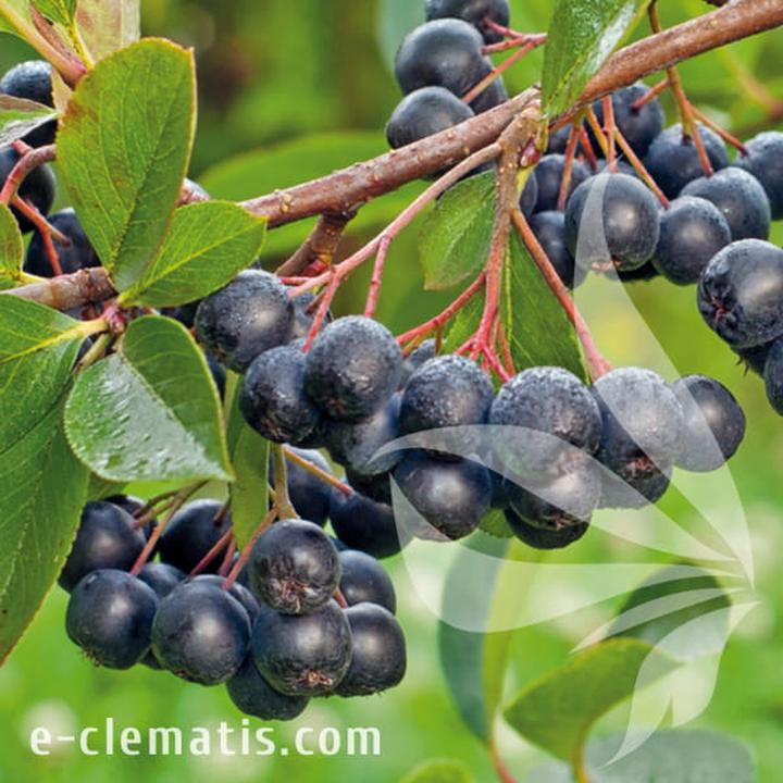 Ciekawe sposoby na wykorzystanie mrożonej aronii w domowej kuchni