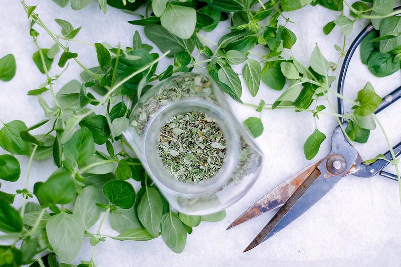 Korzyści zdrowotne oregano