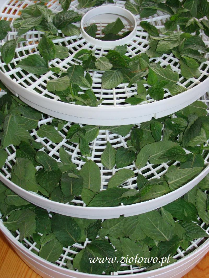 Przechowywanie suszonego oregano