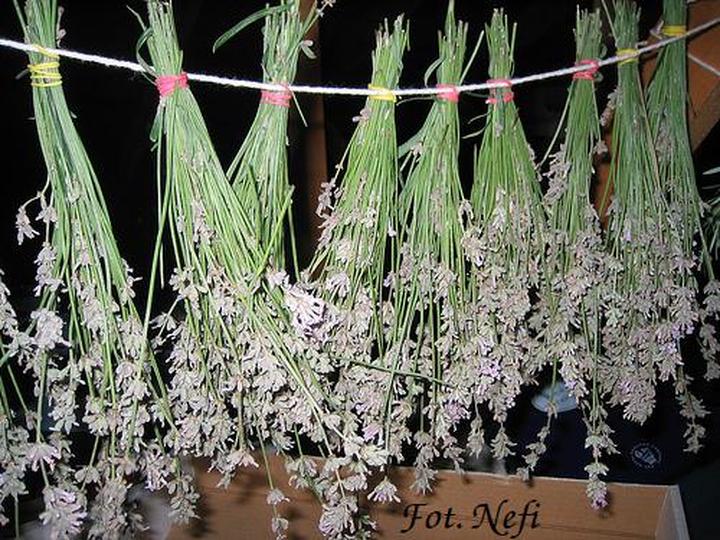 Suszenie oregano w domu