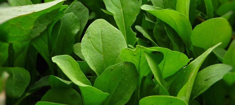 Zalety mrożenia rukoli