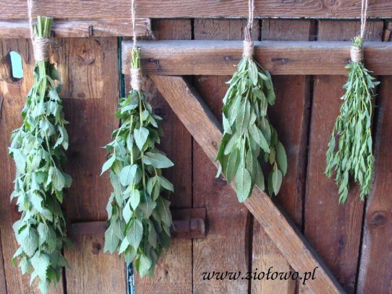 Proste sposoby na suszenie oregano w domu i zachowanie jego unikalnego smaku
