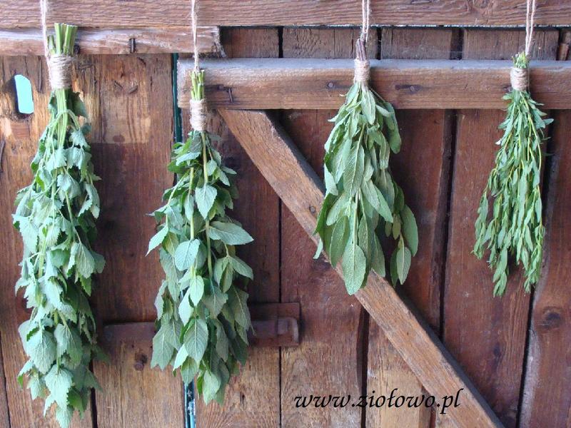 Proste sposoby na suszenie oregano w domu i zachowanie jego unikalnego smaku