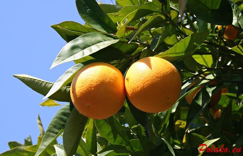 Ciasto z gotowanych pomarańczy