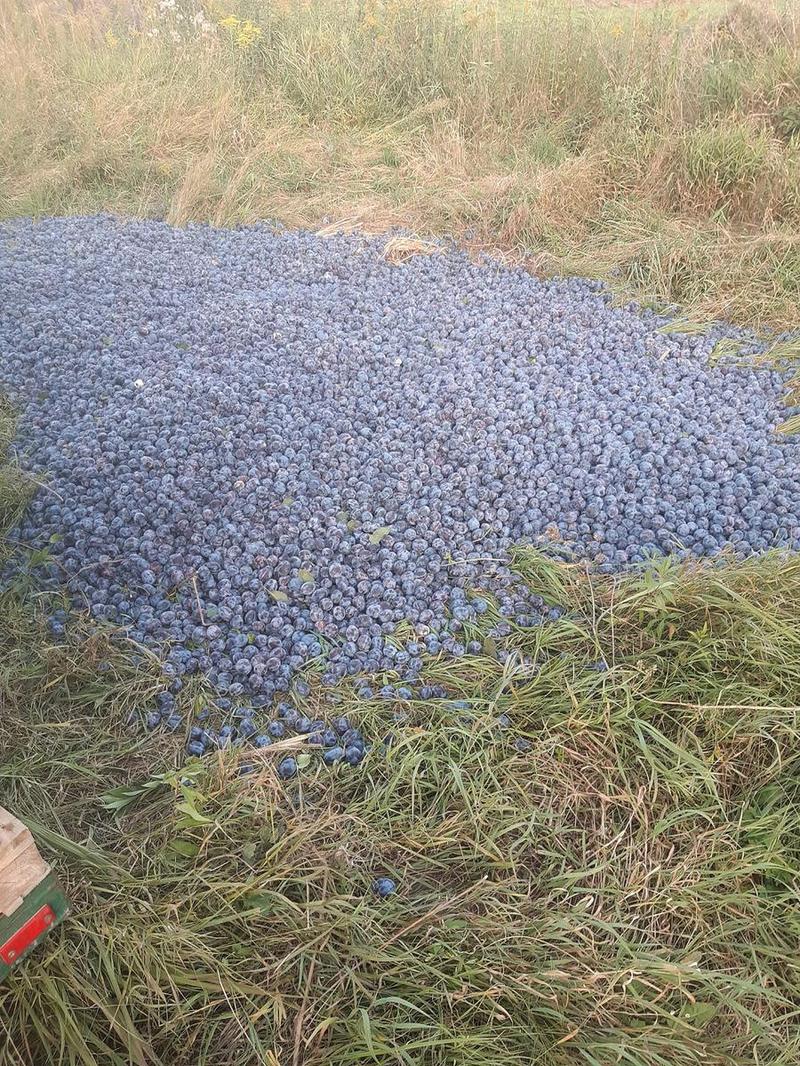 Przygotowanie owoców do mrożenia