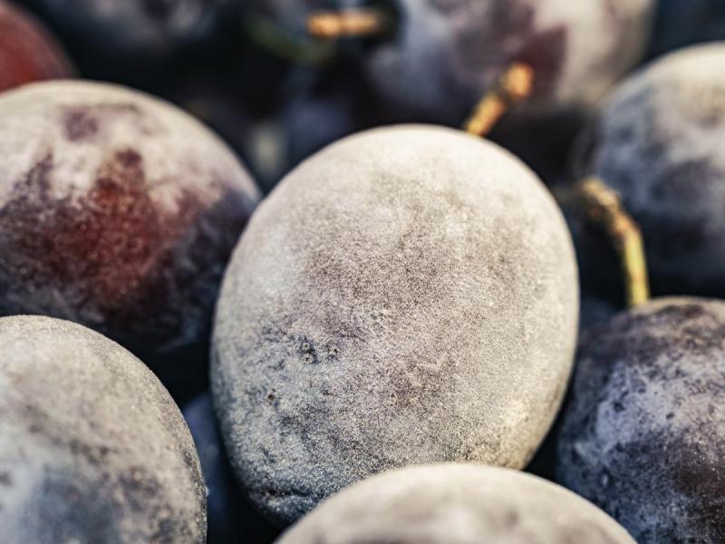 Wpływ temperatury na mrożonki