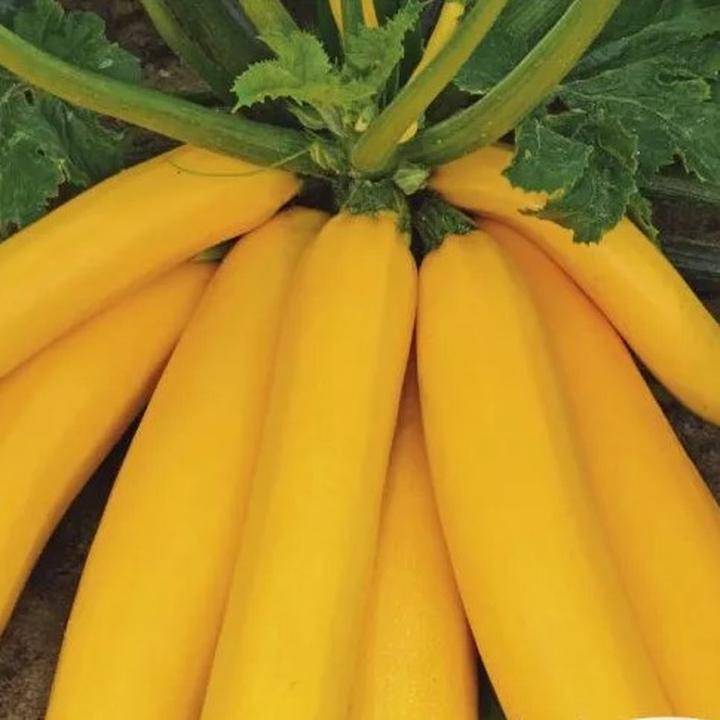 Blanszowanie vs surowe zamrażanie