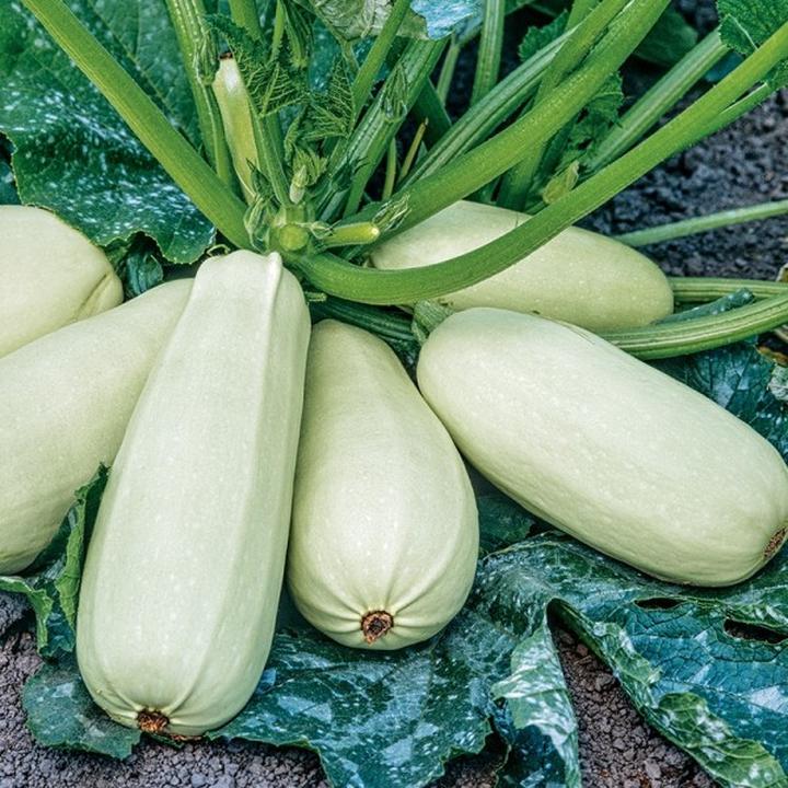 Jak mrozić cukinię