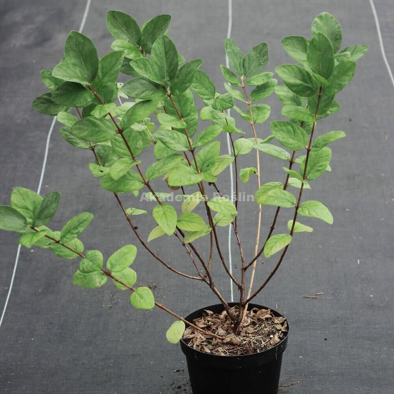 Optymalne dzienne spożycie soku