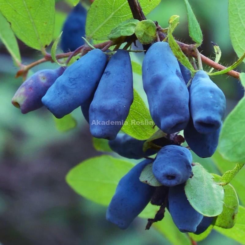 Przeciwwskazania i bezpieczeństwo spożycia