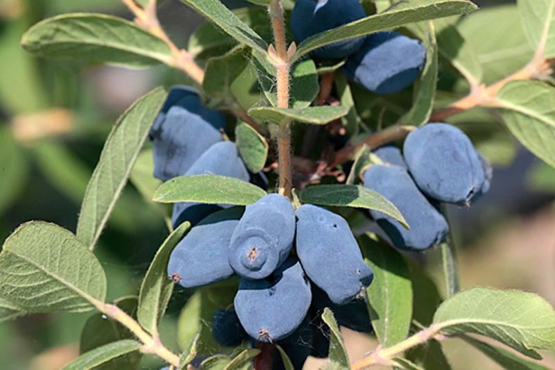 Sok z jagody kamczackiej