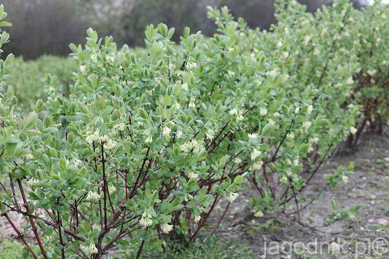 Właściwości prozdrowotne jagody kamczackiej